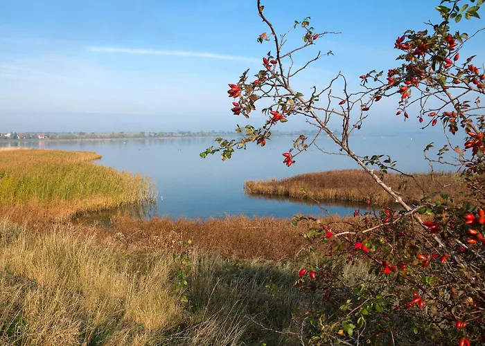 Gollwitzer Park Musselkieker *